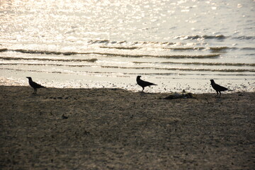 Three black crows stand on a sandy riverbank near the water's edge, each facing different directions. Gentle waves lap at the serene riverside, creating a natural and peaceful scene.