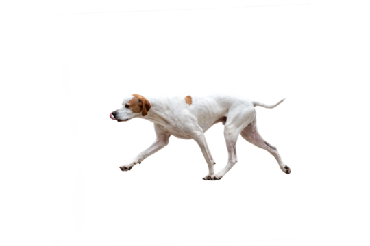Pointer hunting Dog isolated on transparent background