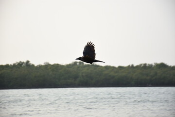 Three black crows stand on a sandy riverbank near the water's edge, each facing different directions. Gentle waves lap at the serene riverside, creating a natural and peaceful scene.