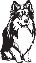 Obraz premium Sheltie Dog. Hand drawn vector illustration 