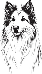 Sheltie Dog. Hand drawn vector illustration	