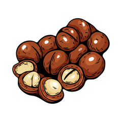 Macadamia nuts vector illustration in hand drawn realistic style