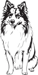 Sheltie Dog. Hand drawn vector illustration	