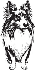 Sheltie Dog. Hand drawn vector illustration	
