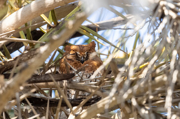 Oriental Scops owl (Otus sunia) perching on tree.