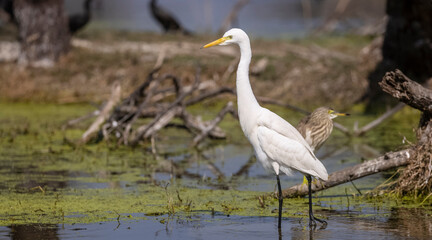 Intermediate egret (Ardea intermedia) bird hunting fish in forest.