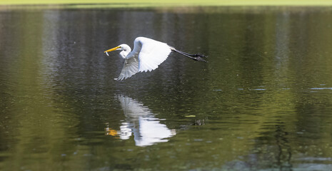 Intermediate egret (Ardea intermedia) bird hunting fish in forest.