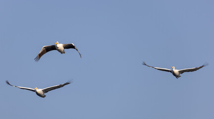 Great white pelican (Pelecanus onocrotalus) or rosy pelican bird at forest. Pelican migration in...