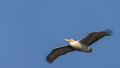 Great white pelican (Pelecanus onocrotalus) or rosy pelican bird at forest. Pelican migration in India during winter season.