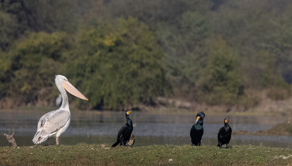 Great white pelican (Pelecanus onocrotalus) or rosy pelican bird at forest. Pelican migration in...