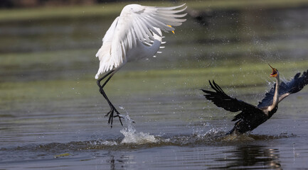 Intermediate egret (Ardea intermedia) snatching fish from the beak of Oriental darter (Anhinga melanogaster) during fighting for the fish at river in the forest during winter migration.