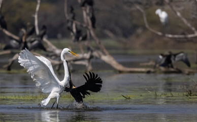 Intermediate egret (Ardea intermedia) snatching fish from the beak of Oriental darter (Anhinga melanogaster) during fighting for the fish at river in the forest during winter migration.