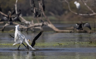 Intermediate egret (Ardea intermedia) snatching fish from the beak of Oriental darter (Anhinga melanogaster) during fighting for the fish at river in the forest during winter migration.