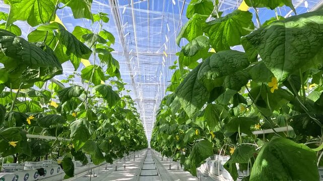 Rows of healthy cucumber plants with large green leaves thrive in a controlled greenhouse environment under diffused natural light, supported by vertical strings.
