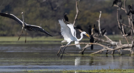 Intermediate egret (Ardea intermedia) snatching fish from the beak of Oriental darter (Anhinga melanogaster) during fighting for the fish at river in the forest during winter migration.