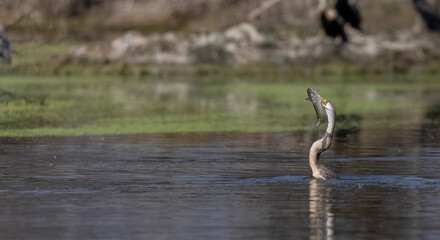 Oriental darter (Anhinga melanogaster) or snake bird fishing in river during winter migration in...