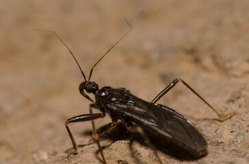 Masked hunter Reduvius personatus. The Nublo Rural Park. Tejeda. Gran Canaria. Canary Islands. Spain.