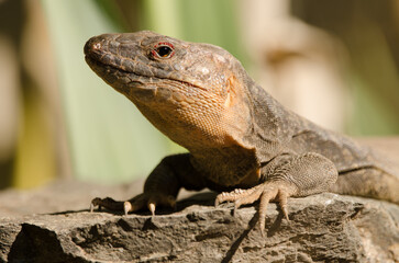 Gran Canaria giant lizard Gallotia stehlini. Male with parasitic mites around its eyes and in the...