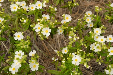 Photo sur Plexiglas Montpellier cistus Cistus monspeliensis canariensis in flower. Integral Natural Reserve of Inagua. Gran Canaria. Canary Islands. Spain.