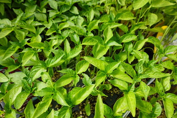 bell pepper seedbed. many seedlings grown in seedbed ready for planting.