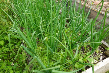 onion field with weeds growing between crops in the vegetable garden
