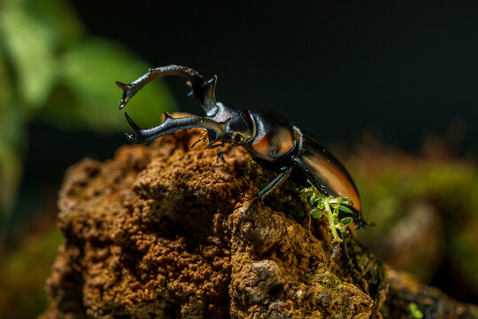 Thai Golden Hart Stag Beetle. Rhaetulus crenatus speciosus. Area collect North Thailand.