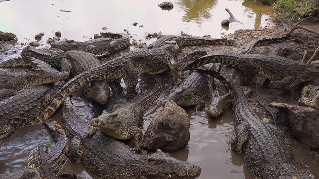 Cuban crocodiles (crocodylus rhombifer), endemic type in Cuba, walking on top of each other