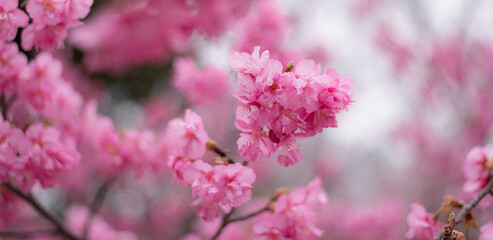 満開に咲く早咲きの河津桜	