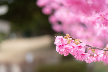 満開に咲く早咲きの河津桜	