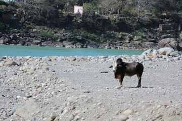 A bull on the bank of the Ganges River in Rishikesh, India.