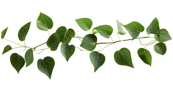 Ivy Sprig: A delicate sprig of ivy displays a verdant display of heart-shaped leaves and the natural grace of plant life.