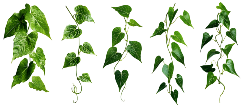 Green Vine Array: A collection of vibrant green vine segments, displaying diverse leaf shapes and natural textures, artfully arranged to celebrate the organic beauty of plant life.