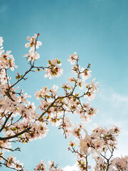 cherry blossom in spring