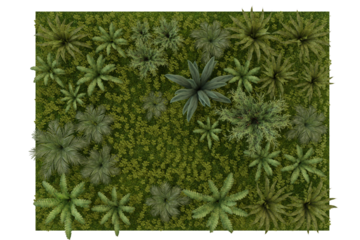 Lush green plants, various foliage