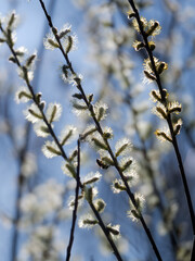 willow catkins in spring