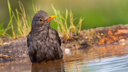Blackbird, Turdus merula, Forest Pond, Mediterranean Forest, Castilla y Leon, Spain, Europe