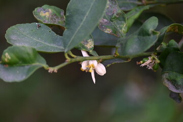 Lemon flower in the plant. It  is a species of small evergreen tree in the Citrus genus of the flowering plant family Rutaceae. White flower of lemon. 