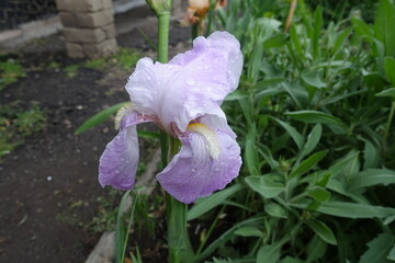 Dew on mauve flower of Iris germanica in May