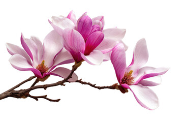 Pink magnolia flowers branch, isolated background