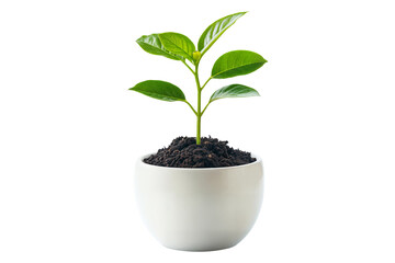 Young green plant in a white pot with rich soil isolated on transparent background