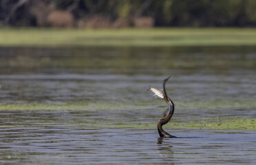 Oriental darter (Anhinga melanogaster) or snake bird fishing in river during winter migration in...
