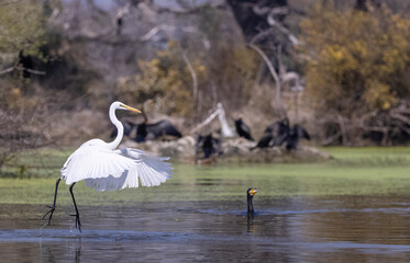 Intermediate egret (Ardea intermedia) snatching fish from the beak of Oriental darter (Anhinga...