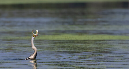 Oriental darter (Anhinga melanogaster) or snake bird fishing in river during winter migration in...