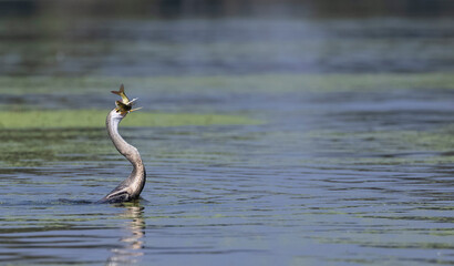 Oriental darter (Anhinga melanogaster) or snake bird fishing in river during winter migration in forest.