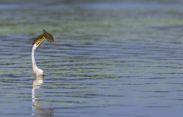 Oriental darter (Anhinga melanogaster) or snake bird fishing in river during winter migration in...