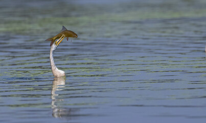 Oriental darter (Anhinga melanogaster) or snake bird fishing in river during winter migration in...