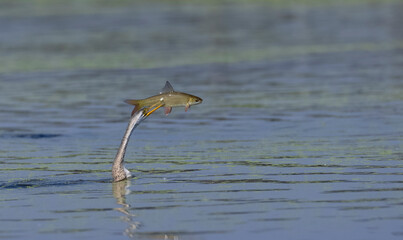 Oriental darter (Anhinga melanogaster) or snake bird fishing in river during winter migration in...