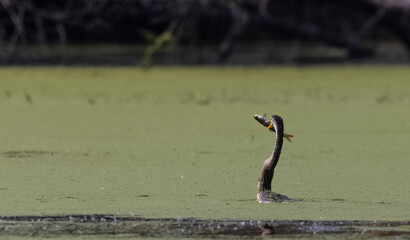 Oriental darter (Anhinga melanogaster) or snake bird fishing in river during winter migration in...