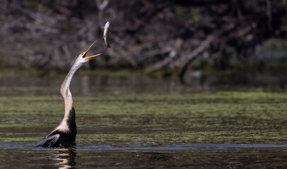 Oriental darter (Anhinga melanogaster) or snake bird fishing in river during winter migration in...
