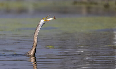 Oriental darter (Anhinga melanogaster) or snake bird fishing in river during winter migration in...
